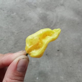 5 Hạt Ớt Bhut Jolokia Yellow