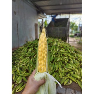 Hạt Giống Ngô (Bắp) Siêu Ngọt Nova 50 Gram