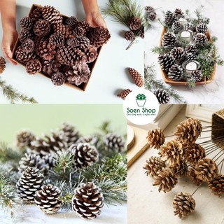 Quả thông khô phủ tuyết trắng - Trang trí noel