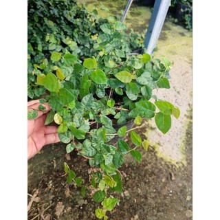Cây thằng lằn leo tường (cây vảy ốc)