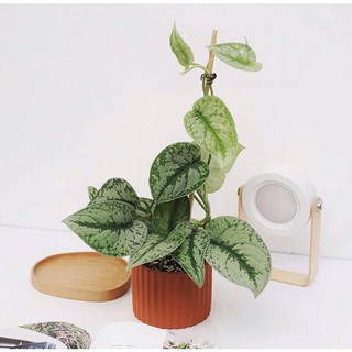 Chậu mềm Trầu Bà Exotica/ Trầu lụa/ Pháp🌸
