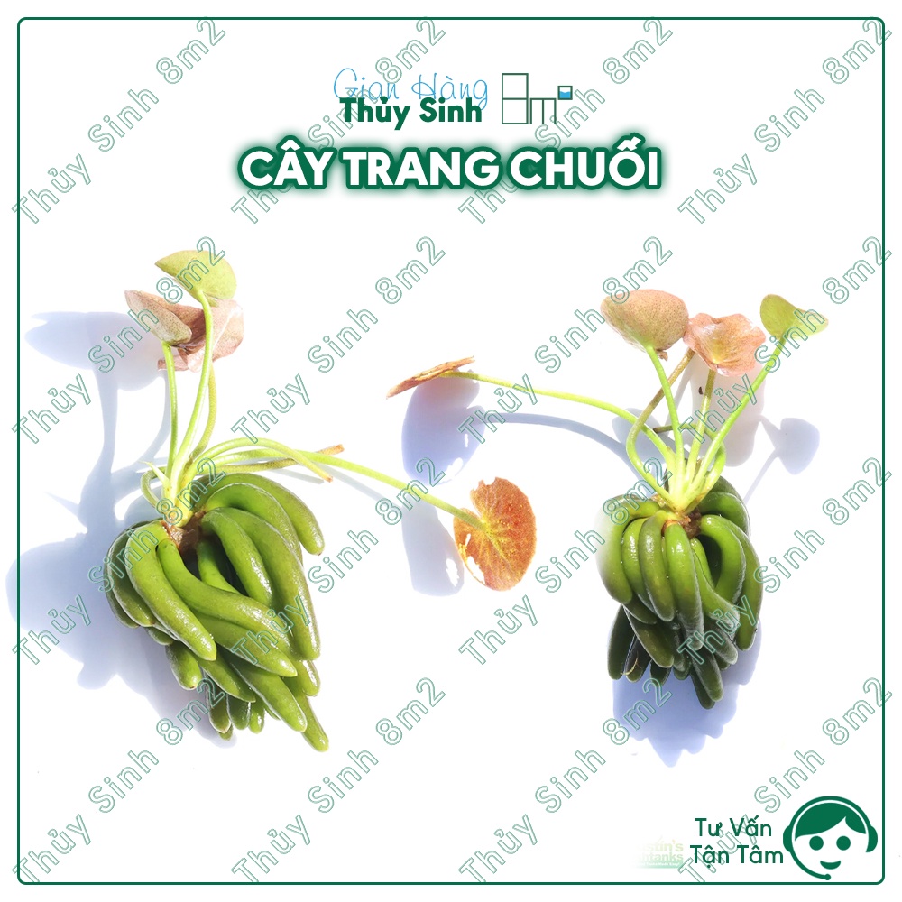 01 Cây Trang Chuối | Cây Thủy Sinh Không CO2 | 8m2