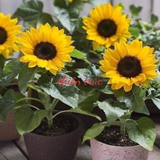 50 hạt hướng dương lùn