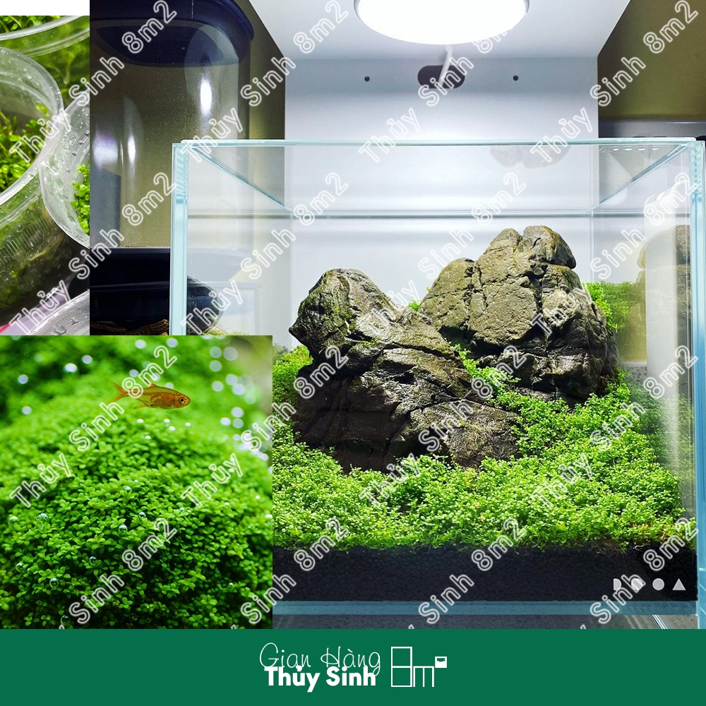 Trân Châu Cuba | Cây Thủy Sinh Trải Nền, Tiền Cảnh | 8m2