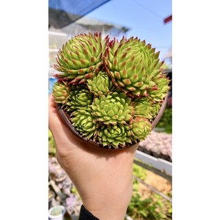sen đá trúc phật bà sz 12 cm