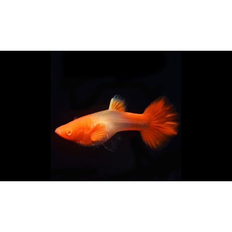 Ca' 7 Mà-u Koi Red Aer (39k/cặp)