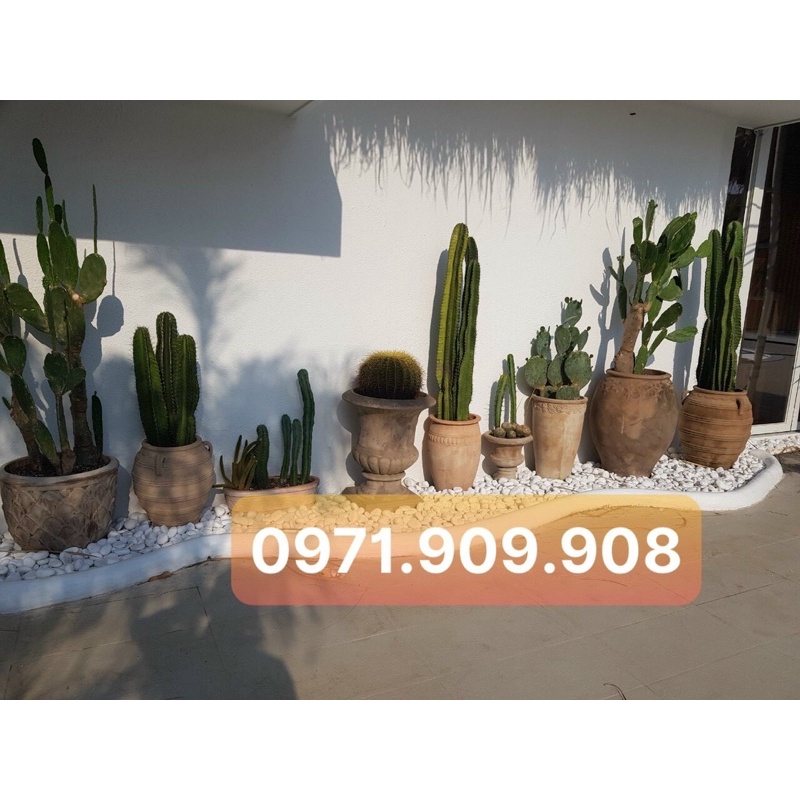 Xương rồng tai thỏ