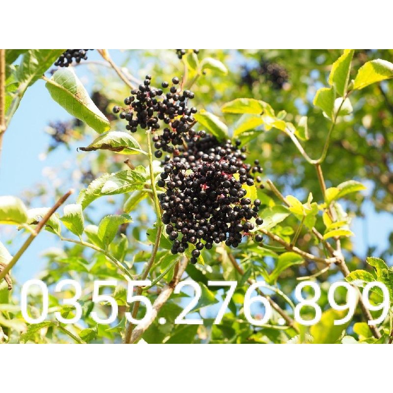 Cây cơm cháy khô 1kg sach,,đẹp