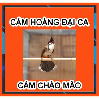 [Cám chất 200g ] Cám Chim Chào Mào Hoàng Đại Ca, Dòng cám Chất và Mát, chim lên lửa từ từ ổn định bền mùa.