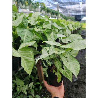Cây tróc bạc, trầu bà trắng
