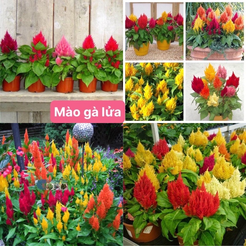 hạt giống hoa mào gà lửa (100 hạt) cho tết