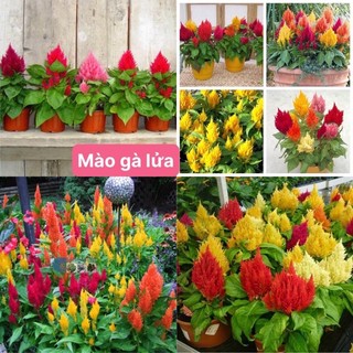 Hạt giống hoa mào gà lửa cho tết