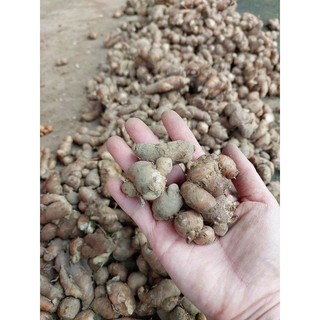 Xá kén khô 500g