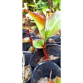 Cây giống củ chuối dong riềng đỏ
