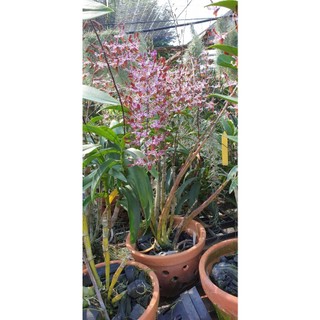 Hoa lan nắng sing jasmine gửi nguyên chậu phi 12