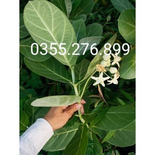 Lá hen tươi 1kg