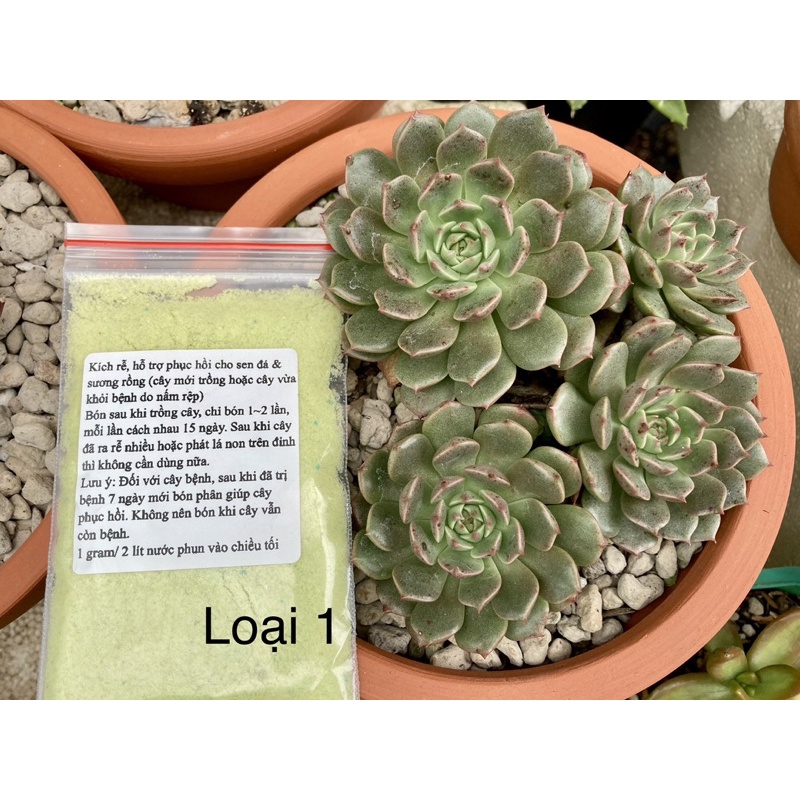 Phân bón lá cho sen đá xương rồng