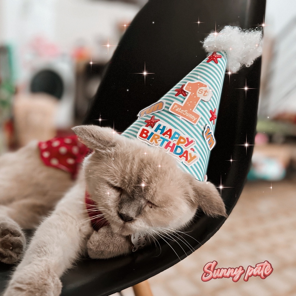 Nón sinh nhật cho thú cưng in số tuổi theo yêu cầu - Nón đội cho thú cưng - Birthday party - Sunnypate