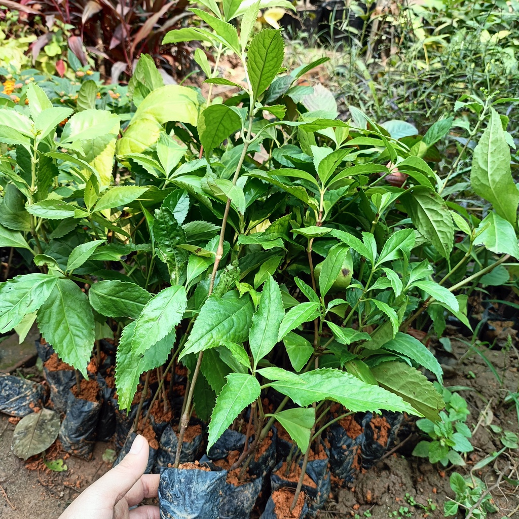 Cây giống hoa sói