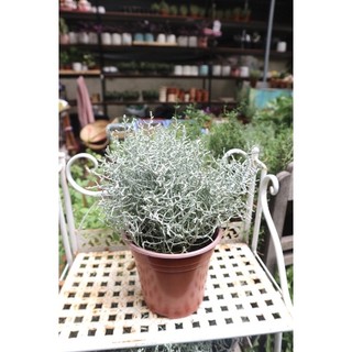 Cây silver bush gạc nai bạc
