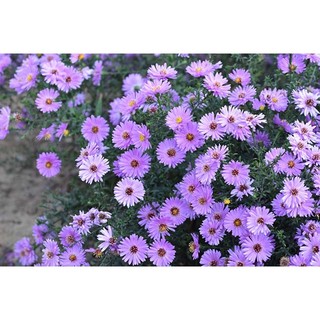 Cây giống hoa cúc thạch thảo hoa màu tím đẹp mộng mơ-cây cực dễ trồng