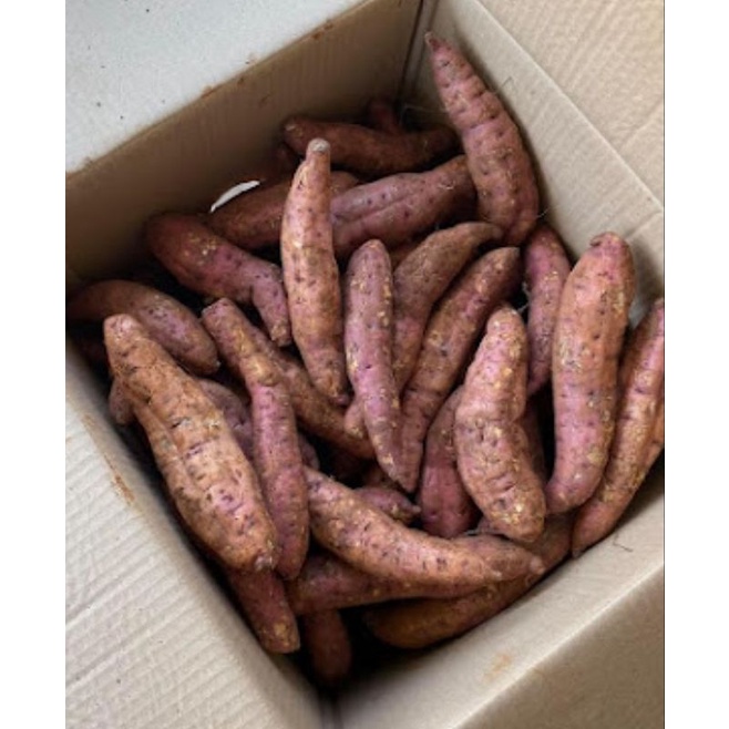 KHOAI MẬT DẺO - THƠM - NGỌT - COMBO 3 KG