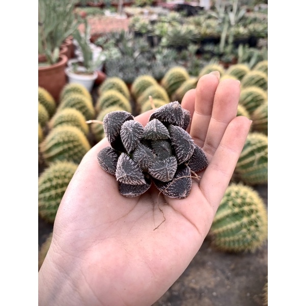 HAWORTHIA GAI TÍM độc lạ / Xương rồng NHẬT TÂN