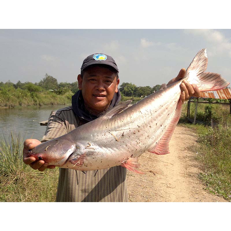 Tinh mùi câu cá tra siêu nhạy Yuhoo Thái Lan, 58ml – Hương dụ cá, cá tra đầu bò, cá basa, cá vồ đém, cá hú – Fimax