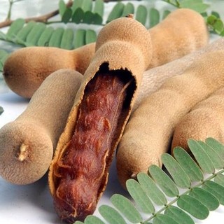 Chậu cây me thái giống ( cao 40-70cm )