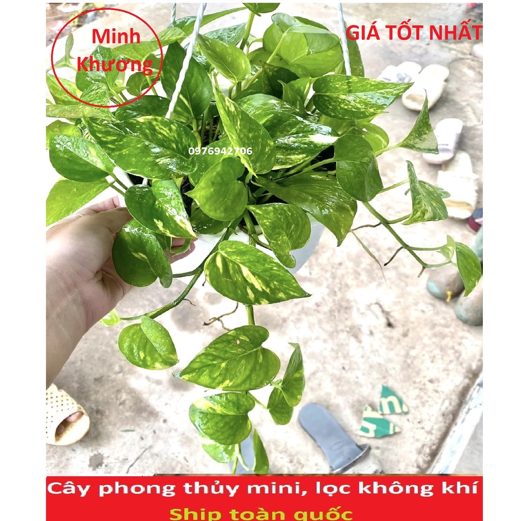 Trầu bà thái xanh-cây phong thủy,lọc không khí -bscc