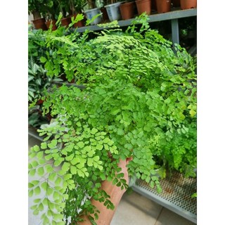 Cây tóc thần vệ nữ -Adiantum capillus-veneris