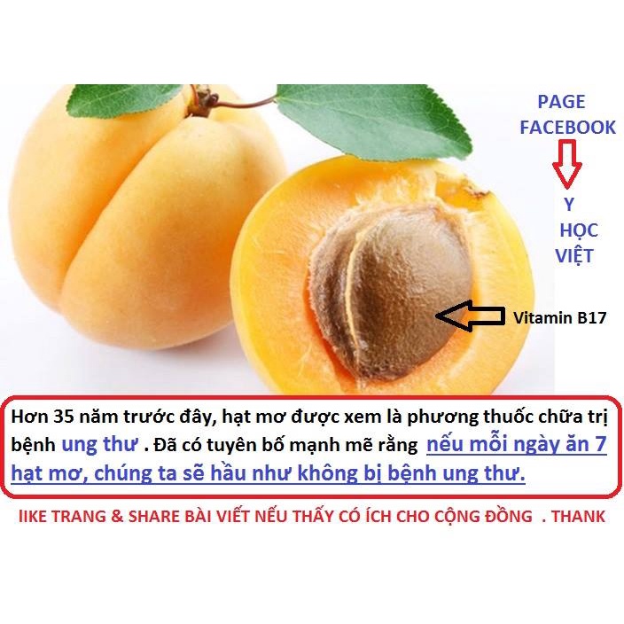 Nhân Hạt Quả Mơ Organik - Có nhiều Vintamin B17 - Nhập khẩu Mỹ