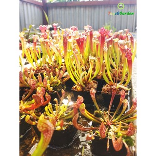 Cây Hố Bẫy Cao Sarracenia Thuộc Loài Cây Bắt Mồi
