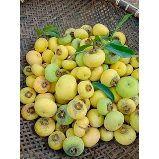 Cây Giống Thị thơm lùn