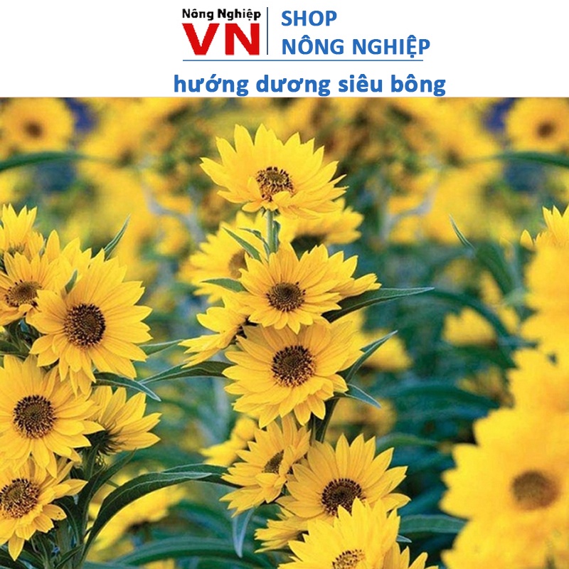 Hạt Giống Hoa Hướng Dương Siêu Bông Gói 30H
