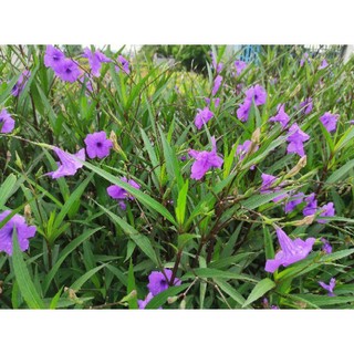 Cây chiều tím
