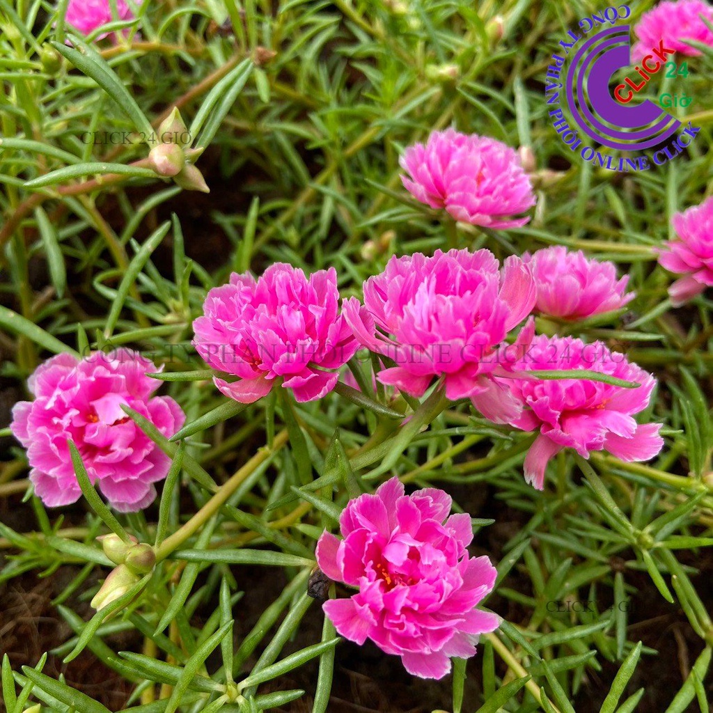 Cành Giống Hoa Mười Giờ MẪU ĐƠN Cánh tua Thái Kép Màu Mới Cành Tơ Siêu Khỏe Ra Rễ Sau 3 Ngày MiMa market