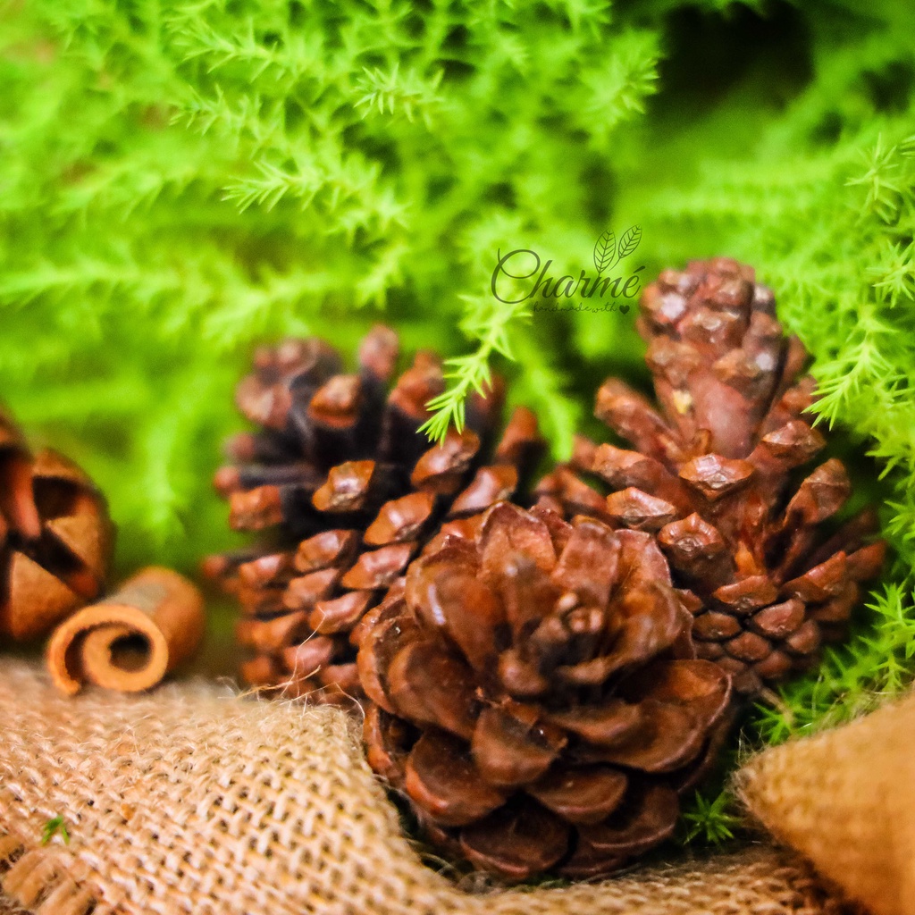 TRÁI THÔNG ĐÀ LẠT (Trang Trí Noel)
