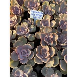 cây Sen đá hồng dâu,red sky, bầu trời đỏ🌵  [Chính hãng]⚡ [Ảnh thật] ❤  [FreeShip] ✈  [Có sẵn]