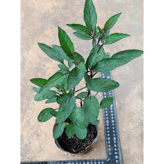 Cây dưa pepino vàng và tím size trung, chỉ giao từ HN trở vào nam