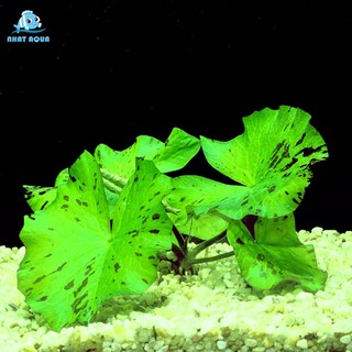 Củ sen Tiger green mini