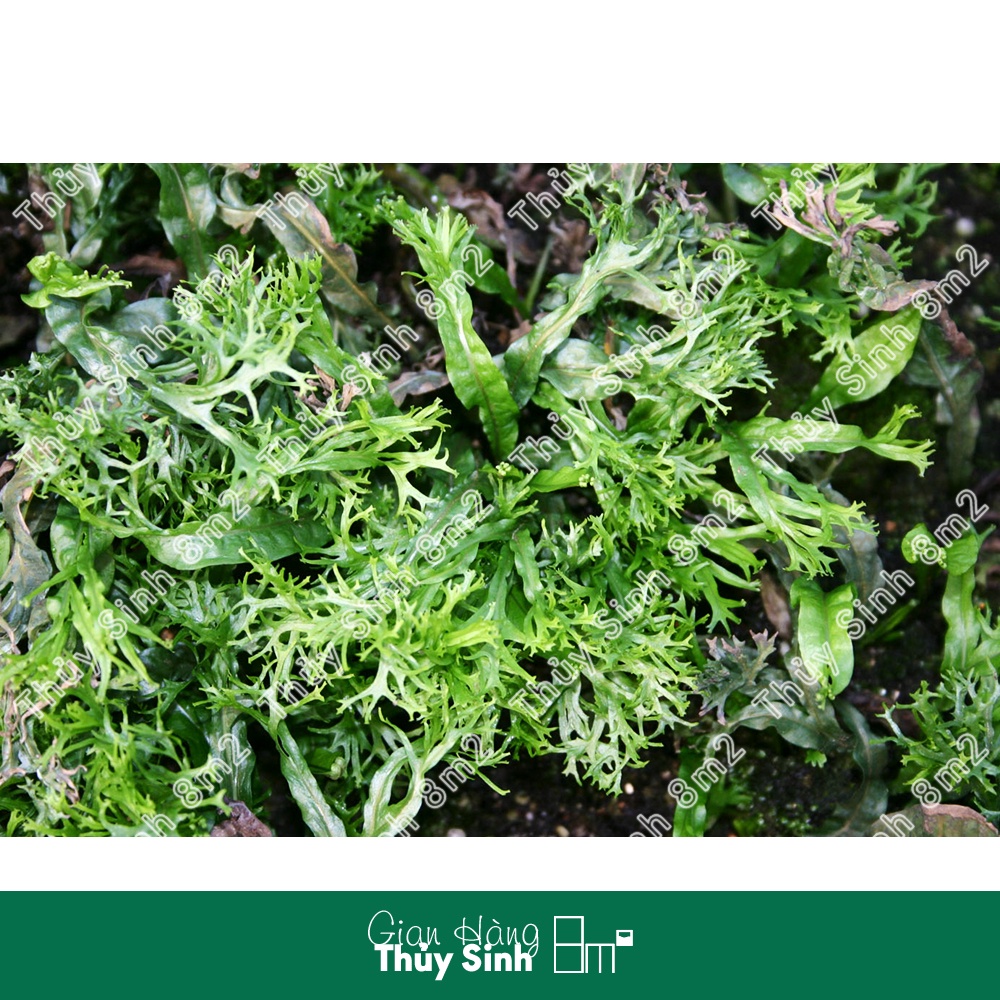 Dương Xỉ Sừng Hươu | Cây Thủy Sinh Không CO2, Gắn Giá Thể | 8m2