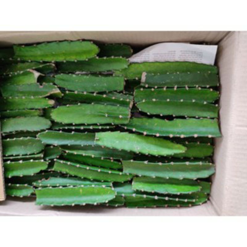 Xương rồng 3 cạnh 20 - 25cm