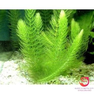 5 nhánh rong đuôi chồn trang trí thuỷ sinh