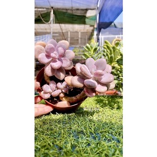 sen đá sỏi Hồng mập