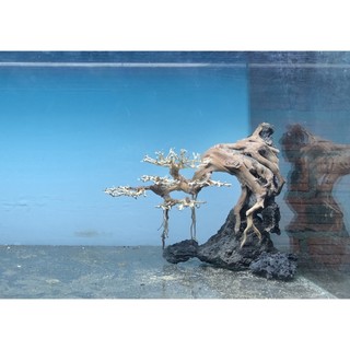 Bonsai thủy sinh dáng thác đổ