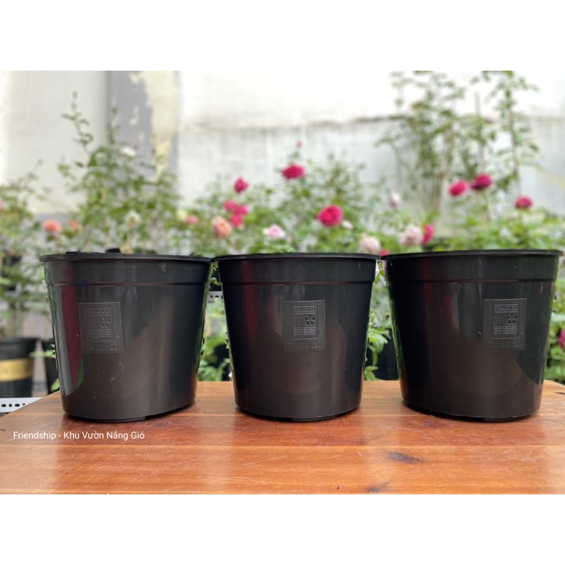 Chậu Thakico đen, nhựa cứng dày thích hợp trồng hồng và kiểng lá