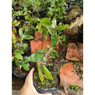 Cây mai giống tự quắn ( mai xoắn) - cây lớn