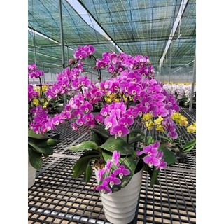Hoa lan hồ điệp băng băng