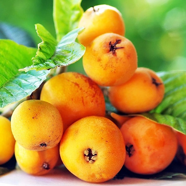 CÂY GIỐNG BIWA GIỐNG ĐẶC BIỆT (chuẩn giống)